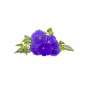 Click and Grow Smart Garden Refill 3-pack - Blue Petunia