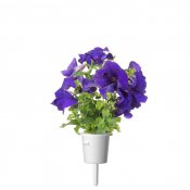 Click and Grow Smart Garden Refill 3-pack - Blå Petunia