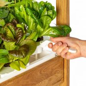 Click and Grow 25 - Vit (Salad Greens 54x pack)