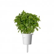 Click and Grow Smart Garden Refill 3-pack - Finbladig Basilika