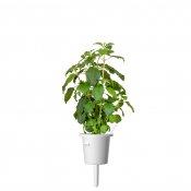 Click and Grow Smart Garden Refill 3-pack - Helig basilika