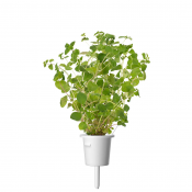 Click and Grow Smart Garden Refill 3-pack - Oregano