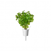 Click and Grow Smart Garden Refill 3-pack - Persilja