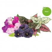 Click and Grow Smart Garden Refill 9-pack livligt blomstermix