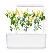 Click and Grow Smart Garden Refill 3-pack - Gul Chilipeppar